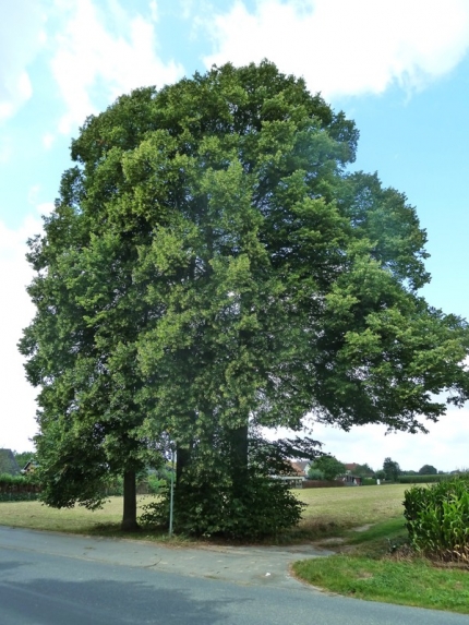 Bild 2 von 4 Linden am Friedhof